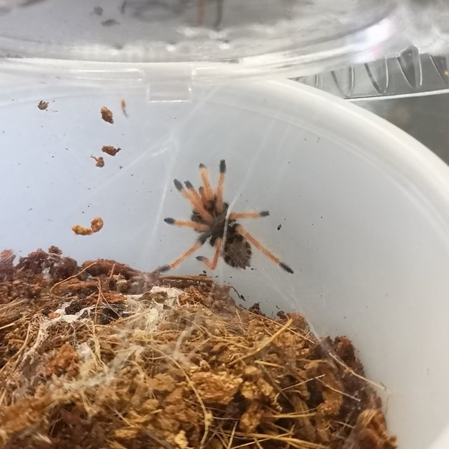 Tarantula C. cyanepubescens 'Green Bottle Blue' Tarantula 3/4" (GBB)