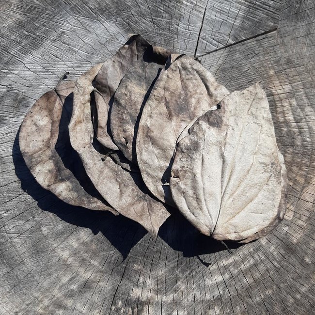 Black Pepper Dried Leaves