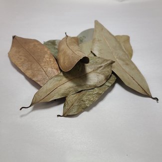 Soursop Dried Leaves 10 Pack Soursop Dried Leaves 10 Pack