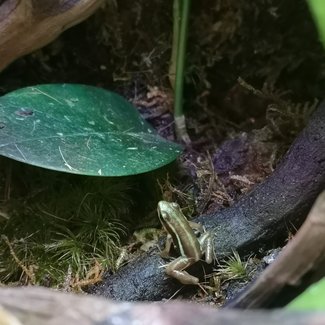Dart Frog Epipedobates tricolor 'Santa Isabel' Dart Frogs