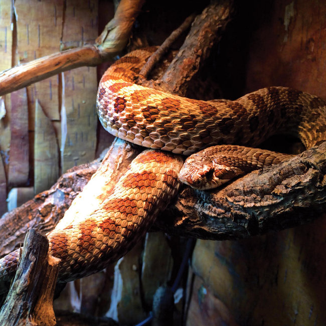 Arcadia Arcadia Pro T5 ShadeDweller-Max 14W 2.5% UVB Kit 22.5"