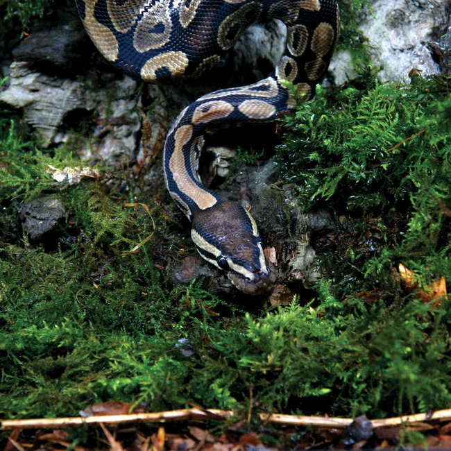 Arcadia Arcadia Pro T5 ShadeDweller-Max 14W 2.5% UVB Kit 22.5"