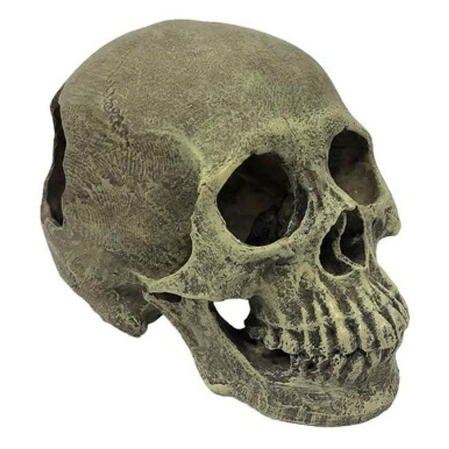 Komodo Komodo Full Human Skull Reptile Hideout
