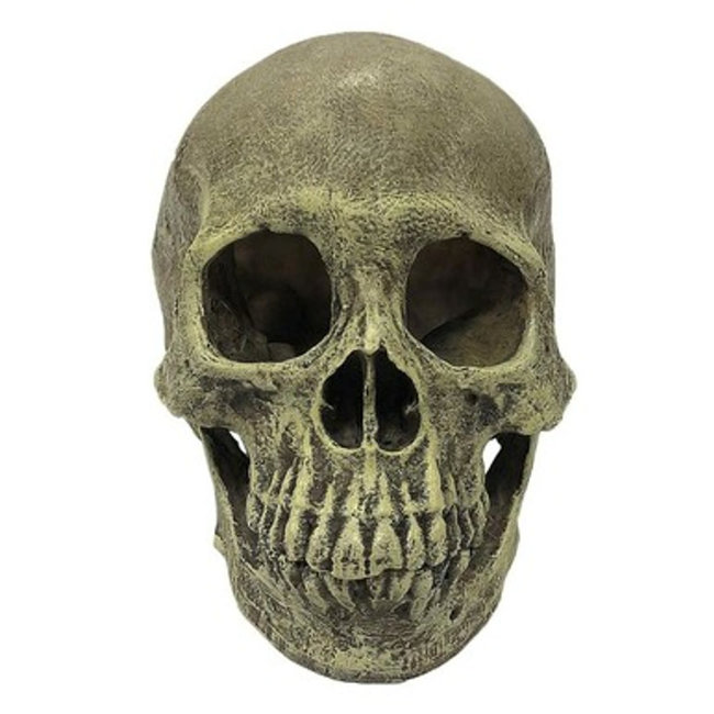 Komodo Full Human Skull Reptile Hideout