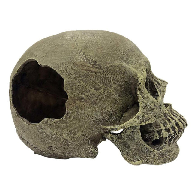 Komodo Komodo Full Human Skull Reptile Hideout