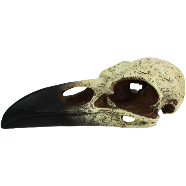 Komodo Raven Skull Medium Reptile Hide 6"