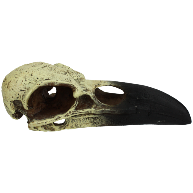 Komodo Raven Skull Medium Reptile Hide 6"