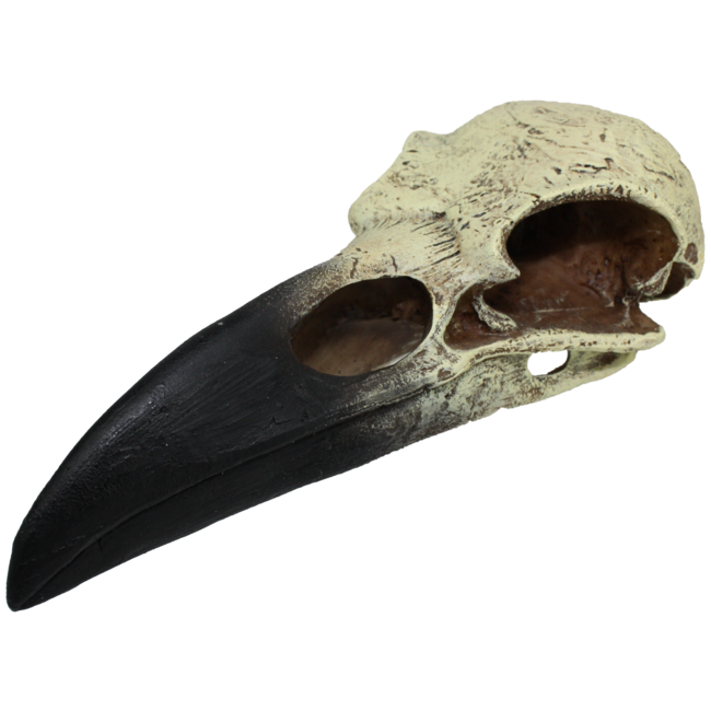 Komodo Raven Skull Medium Reptile Hide 6"
