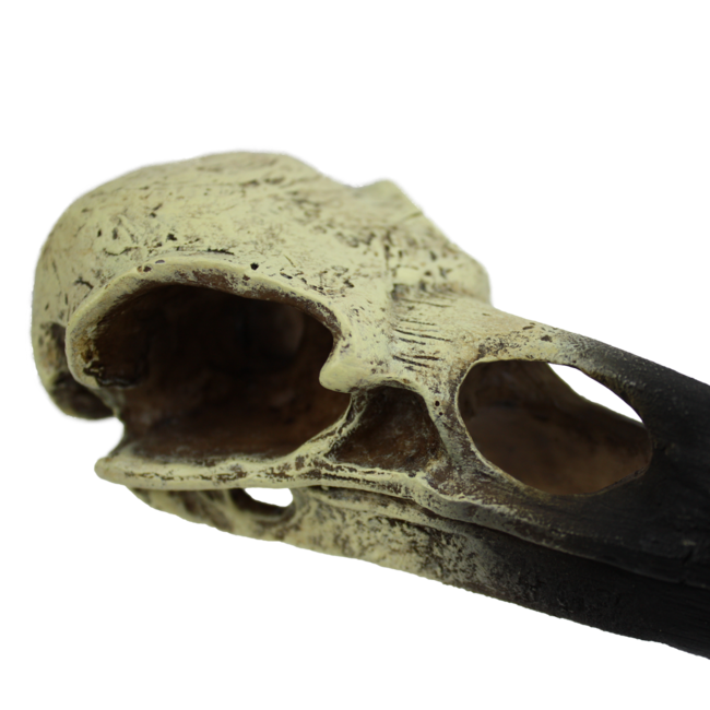Komodo Raven Skull Large Reptile Hide 8"