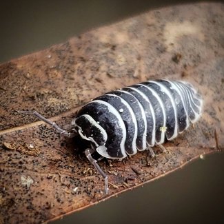 Isopod A. Maculatum Zebra Isopods 10pk