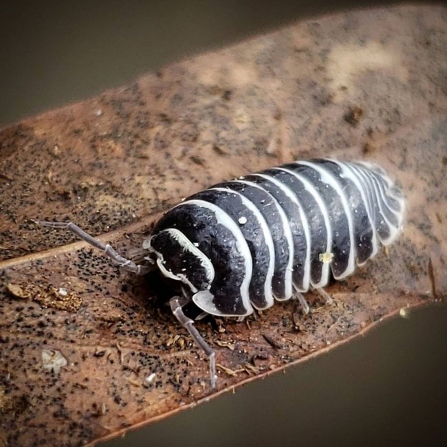 Isopod Armadillidium Maculatum Zebra Isopods 10pk