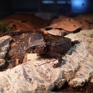 Red Eye Crocodile Skinks