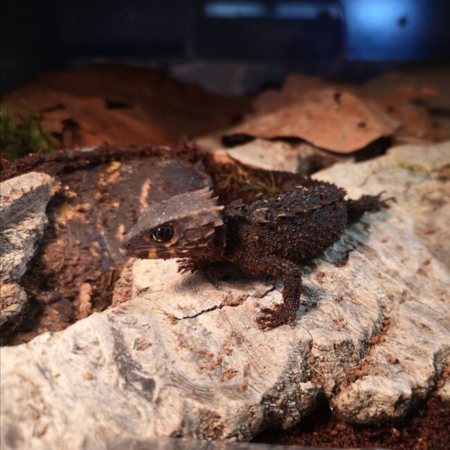 Skink Red Eye Crocodile Skinks