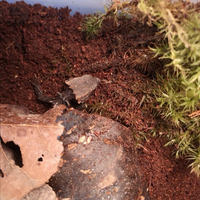 Red Eye Crocodile Skinks