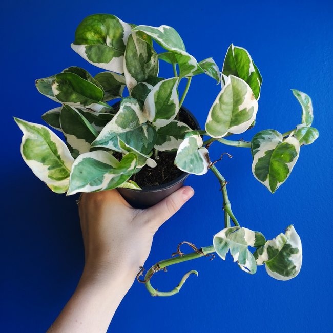 Live Plant Pothos N' Joy 4"