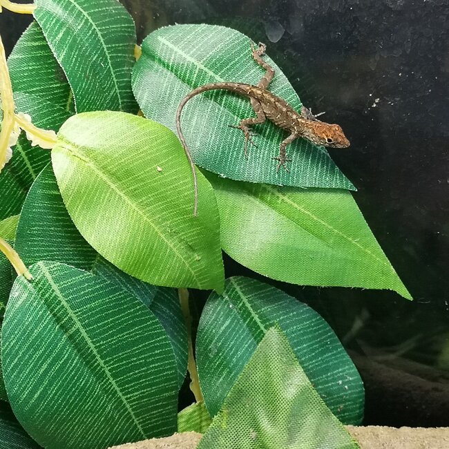 Brown Anoles CBB