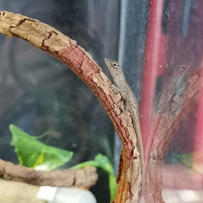 Brown Anoles CBB