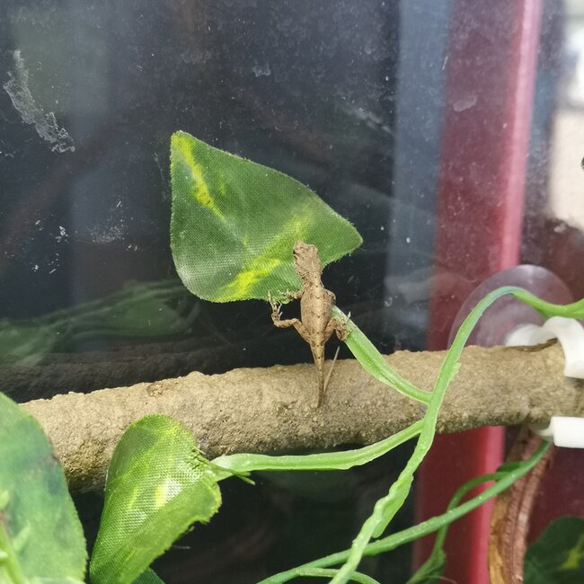 Brown Anoles CBB