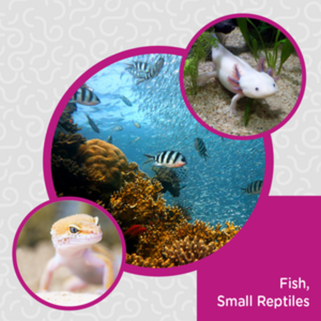 Obie's Worms Obie's Nibbles - Medium Ground BSFL