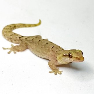 Mourning Gecko