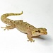 Mourning Gecko