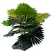 Mini Fan Palm