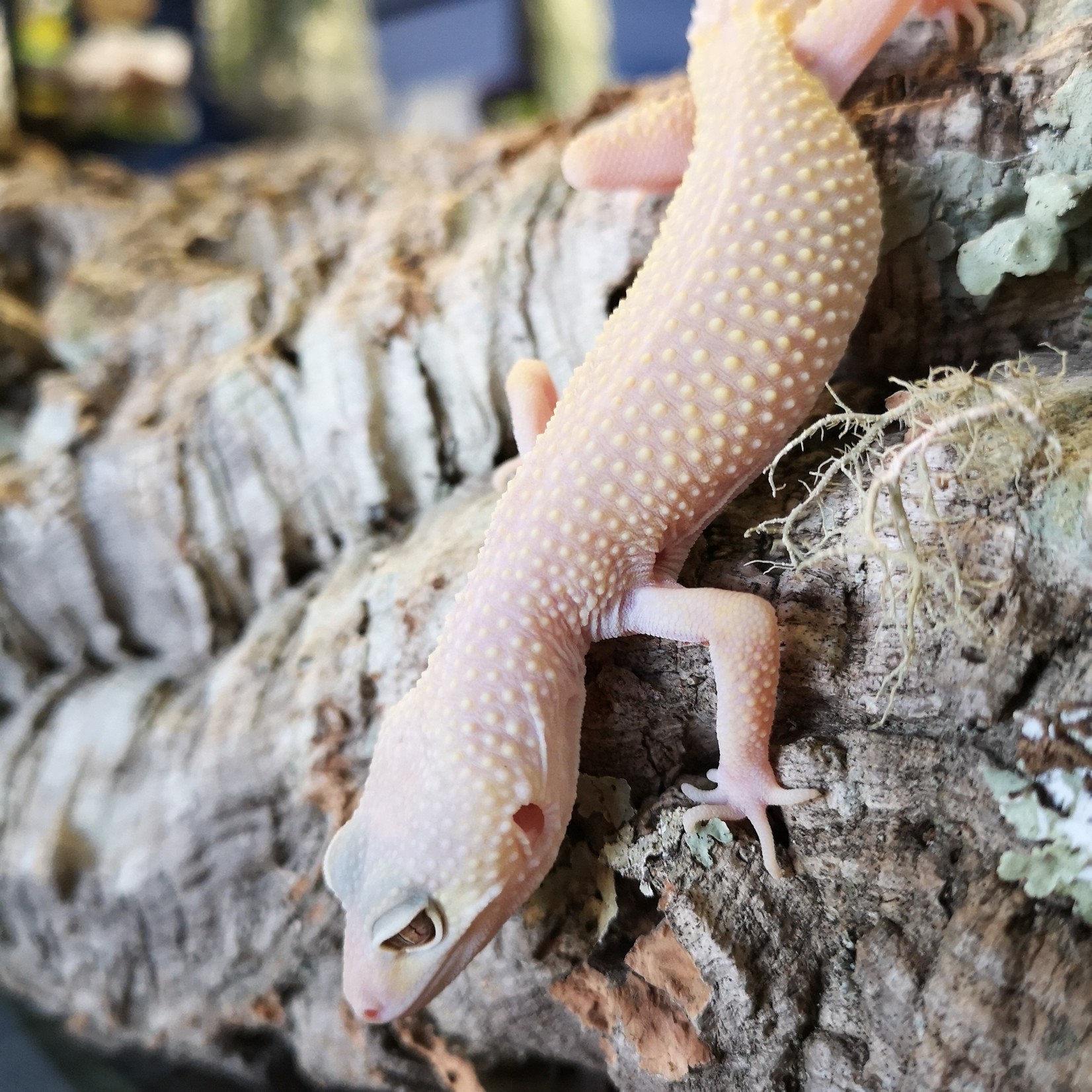 super snow blazing blizzard leopard gecko