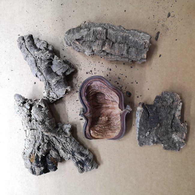 Jurassic Tannin Pods & Cork - Cello Pack