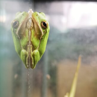 Green Tree Frog