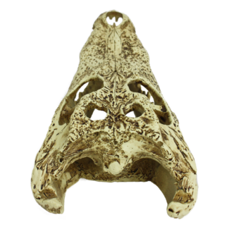 Komodo Komodo Alligator Skull