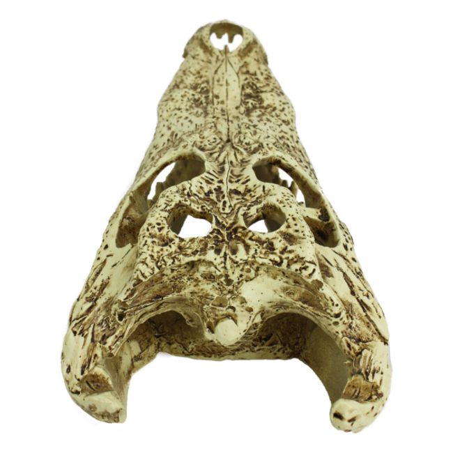 Komodo Komodo Alligator Skull