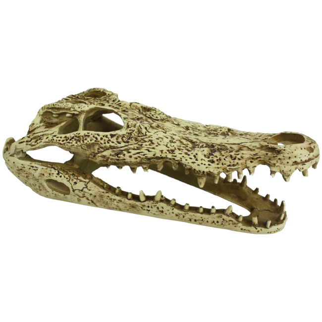 Komodo Komodo Alligator Skull
