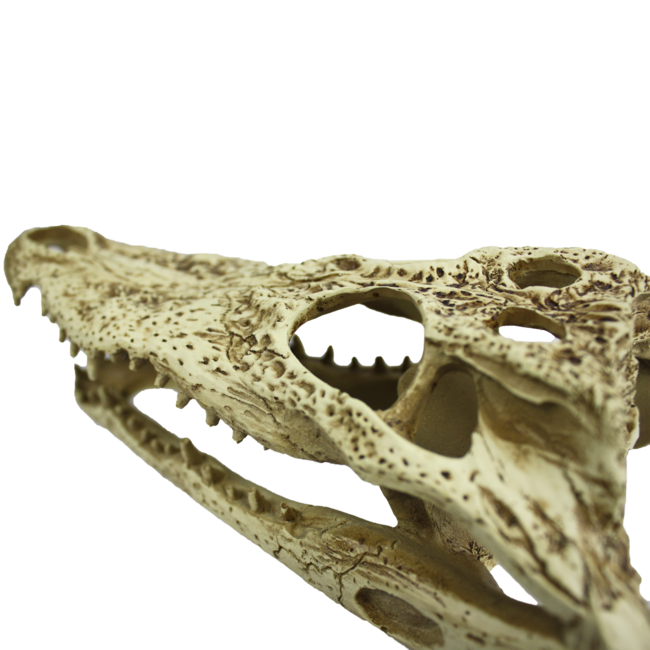Komodo Komodo Alligator Skull