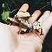 Chameleon PREORDER Pygmy Chameleon Brookesia stumpffi