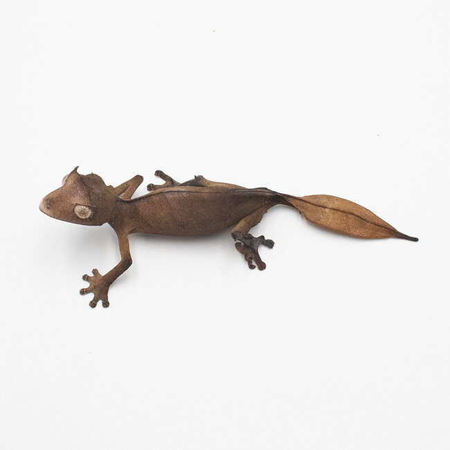 Leaf Tail Gecko PREORDER Satanic Leaf Tail Gecko Uroplatus phantasticus