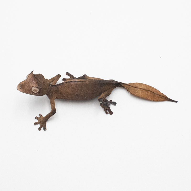 その他 OZWRT Satanic Agave Leaf Tailed Gecko エダハアガベヤモリ』Verオテロイ Satanic Agave Leaf Tailed
