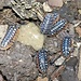 Isopod Armadillidium klugii "Montenegro/Clown" Isopods 10pk