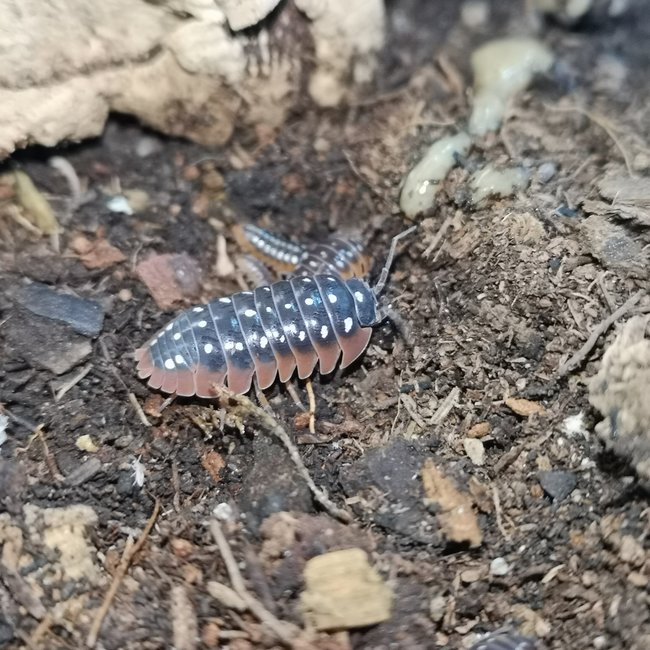 Isopod Armadillidium klugii "Montenegro/Clown" Isopods 10pk