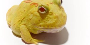 November 2022 Week 1 