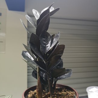 Live Plant ZZ Black Raven 6"