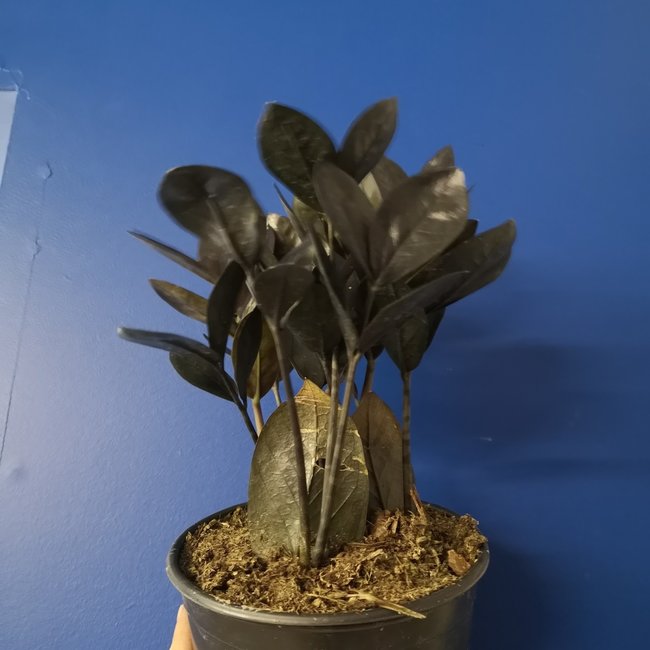 Live Plant ZZ Black Raven 6"