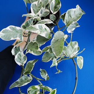Live Plant Pothos Pearls and Jade 4"