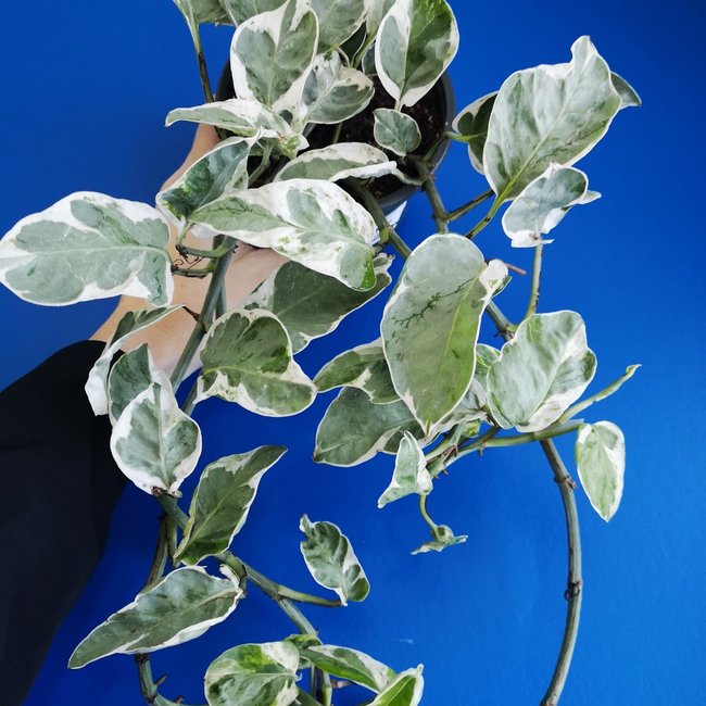 Pothos Pearls and Jade 4"