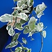 Pothos Pearls and Jade 4"
