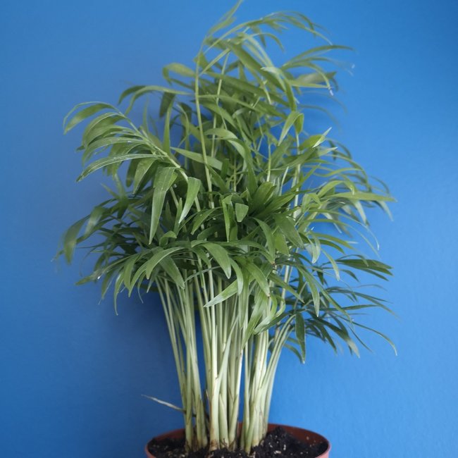 Live Plant Neanthe Parlour Bella Palm , Chamaedorea elegans 4"