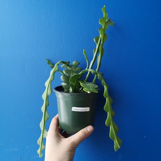 Live Plant Fishbone Cactus, Epiphyllum anguliger 4"