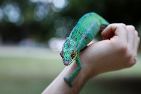 Chameleon-edmonton-alberta-reptile-surrender