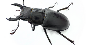 STAG BEETLES!!!