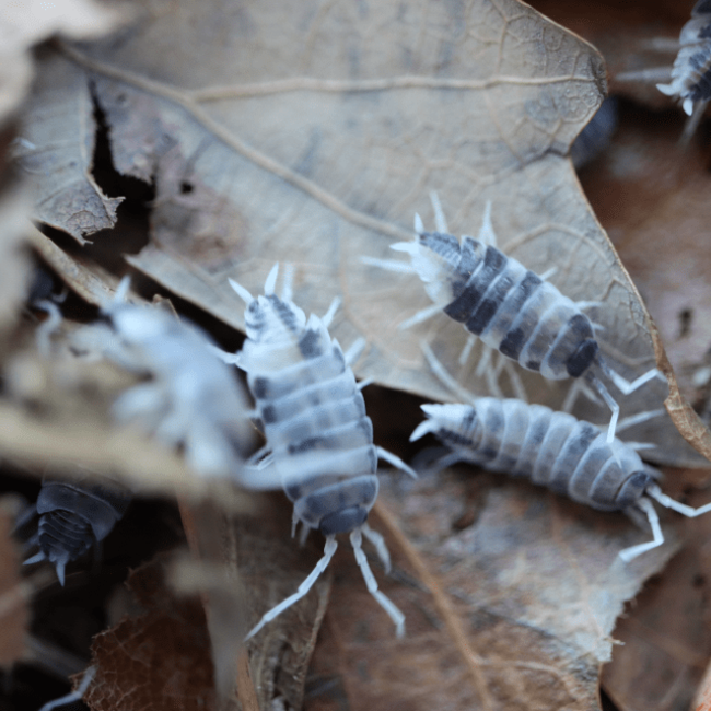 Porcellionides Pruinosus " Oreo Crumble" Isopod 10 Pack