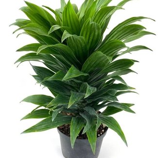 Live Plant Dracaena Janet Craig Compacta Bush 4"